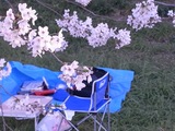 幸手権現堂堤の桜18