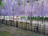 玉敷公園藤の花17