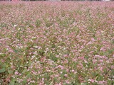 花が咲いているそば畑
