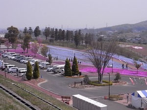 太田市北部運動公園 おおた芝桜まつり ネモフィラと芝桜全景