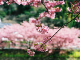 河津桜05