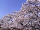 大法師公園の桜1