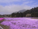 色とりどりの芝桜1