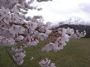天童公園(舞鶴山)満開の桜アップ1