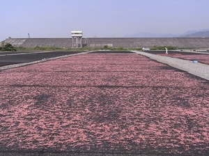 桜えびの天日干し場2