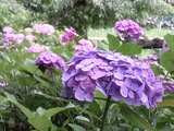 あじさい寺16