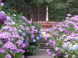 あじさい寺22