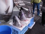 まぐろの頭