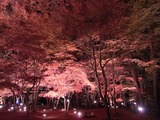 長瀞紅葉ライトアップ02