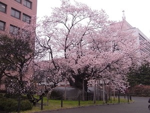 石割桜