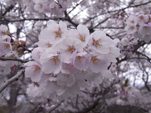 天童公園(舞鶴山)満開の桜アップ2