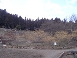 福寿草園の臘梅林6