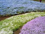 館林フラワーガーデン芝桜6