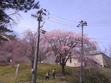 歴史民俗資料館の桜2
