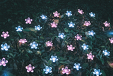 足利フラワーパーク光の花の庭02
