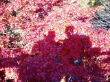 大芦渓谷の紅葉11