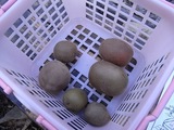 もいだキウイフルーツ