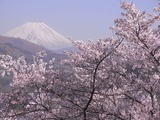大法師公園から富士山を望む2