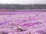 色とりどりの芝桜5