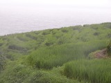 千枚田の中から見る風景1