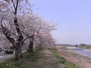 金崎のさくらまつり引き返したところ