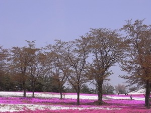 太田市北部運動公園 おおた芝桜まつり 桜の木と芝桜1