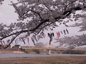 北上展勝地 北上川にかけられた鯉のぼり5