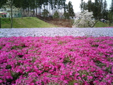 羊山公園の芝桜6
