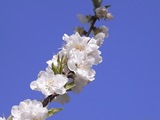 古河桃まつり17