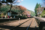 紅葉のわたらせ渓谷鐵道17