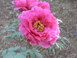 ぼたんの花3