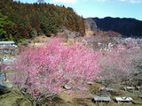青梅吉野梅郷梅の公園3