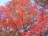 休憩所の紅葉3
