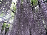 玉敷公園藤の花03