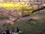 幸手権現堂堤の桜15
