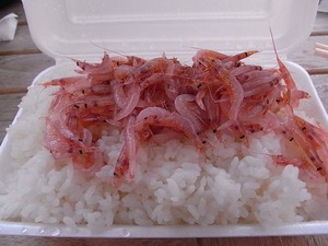 生桜えび弁当