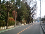 盆栽村12