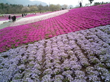 羊山公園の芝桜8