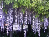 玉敷公園藤の花21