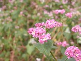 赤色が強いそばの花1