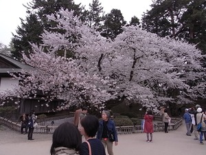 弘前城日本最古のソメイヨシノの満開の花を咲かせている姿