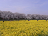 満開の桜並木と菜の花畑3