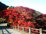 大芦渓谷の紅葉03