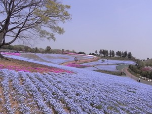 太田市北部運動公園 おおた芝桜まつり ネモフィラと芝桜