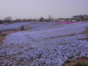 太田市北部運動公園 おおた芝桜まつり ネモフィラの花畑2