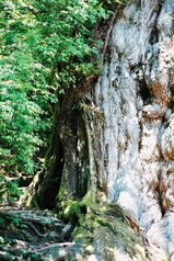 世界自然遺産屋久島の象徴縄文杉001