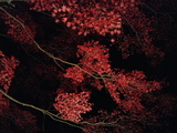 長瀞紅葉8