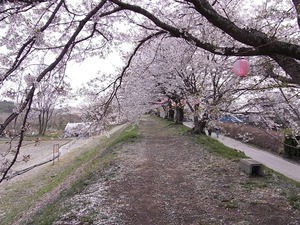 金崎のさくらまつり南へ歩いているとき