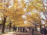 立川口前のイチョウ並木2