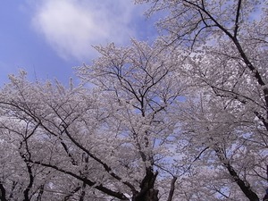 北上展勝地 目一杯花を咲かせた桜並木1